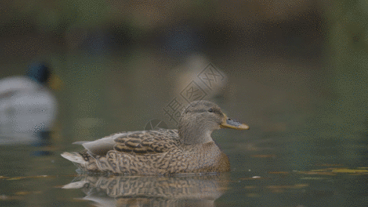 水面上的鸭子GIF图片