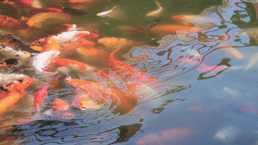 池塘金鱼GIF图片