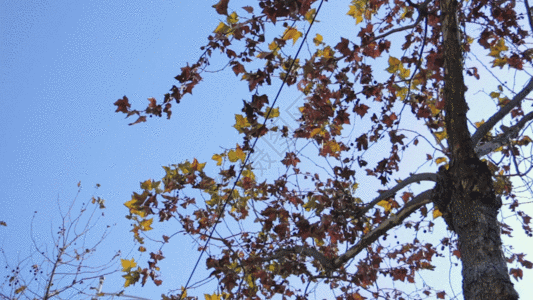 枯叶背景枫树摆动GIF高清图片