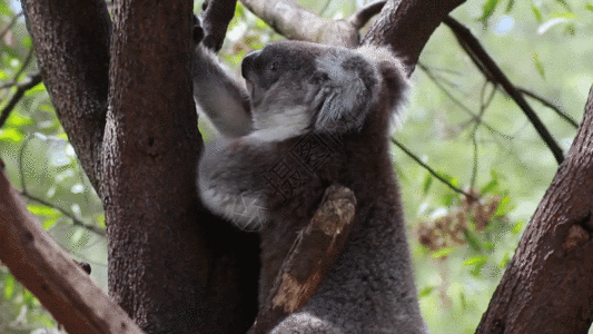 澳大利亚旅游考拉树上吃树叶GIF高清图片