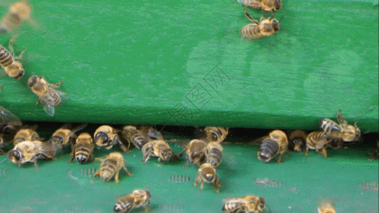 蜂巢蜂窝实拍蜜蜂视频GIF高清图片