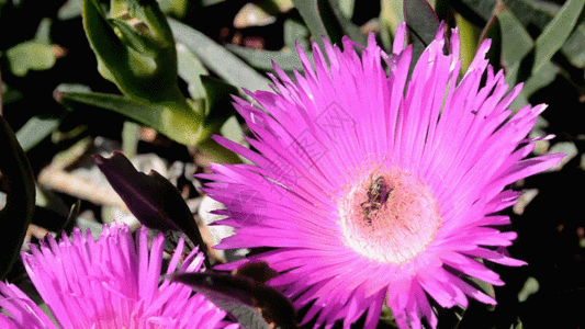 蜜蜂采花实拍视频GIF图片