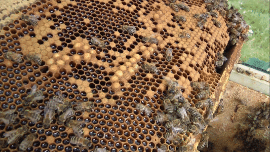 实拍蜂蜜窝蜂巢视频gif图片素材
