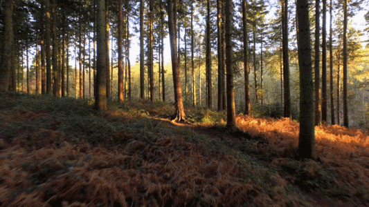 穿梭树林实拍视频GIF图片