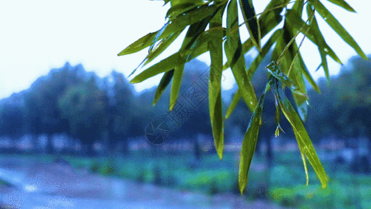 空镜烟雨江南GIF高清图片