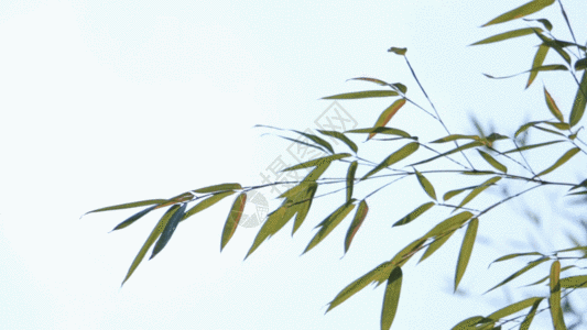 竹叶摇摆GIF图片