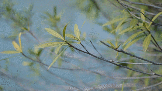 夏天乘凉树底下象棋的老爷爷 gifgif湖边查费gif  |单车旅行gif 