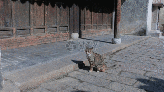 小猫在晒太阳GIF图片