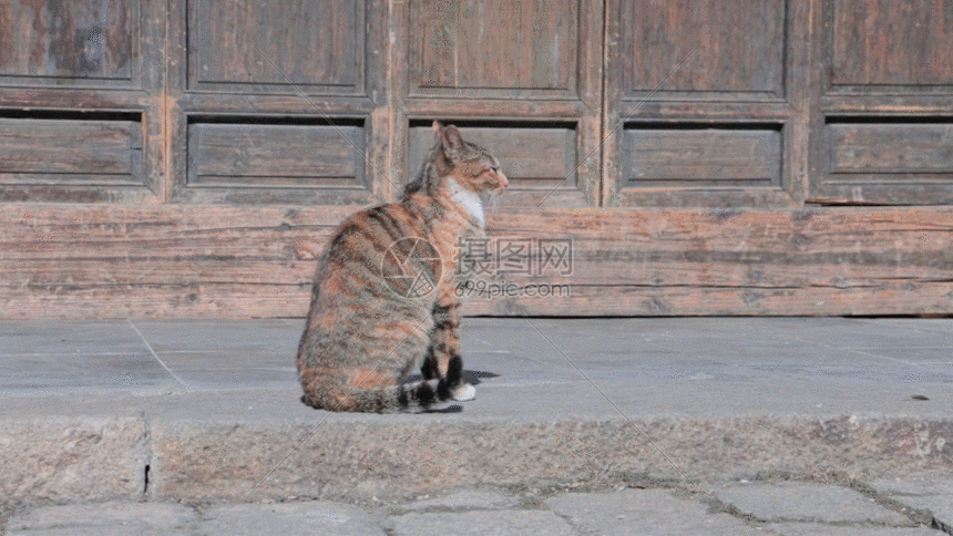 休闲猫gif动图图片 正版gif素材 摄图网 休闲猫gif动图图片 正版gif素材 摄图网