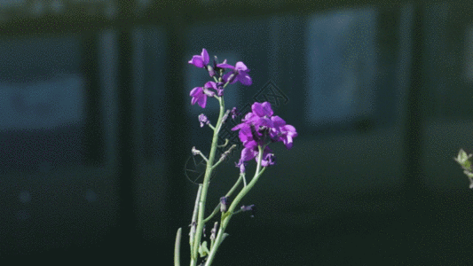 河边的紫色小花GIF图片