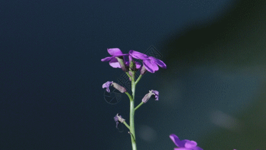紫色小花GIF图片