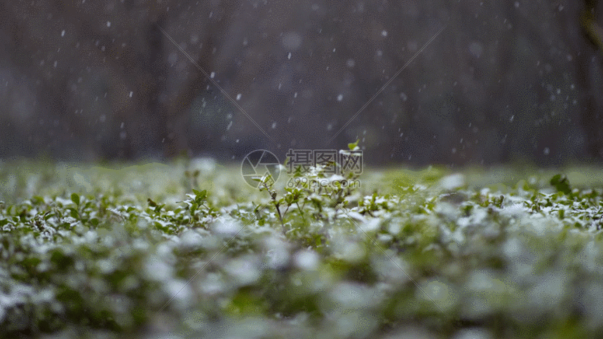 雪景绿草gif动图图片-正版gif素材401088661-摄图网