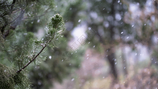 冬天的松树GIF高清图片