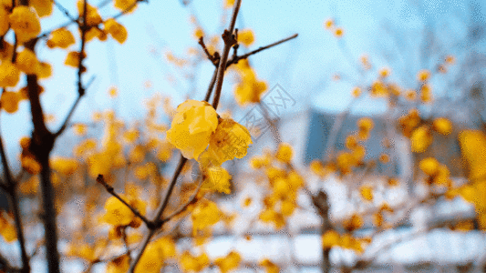 背对镜头腊梅镜头GIF高清图片