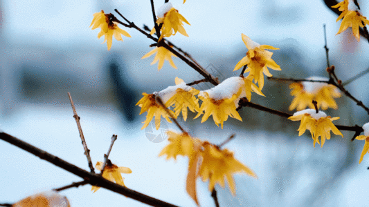 西安冬天的腊梅GIF高清图片