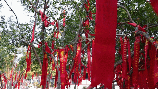 红丝带月老树 GIF图片