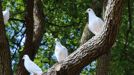 周末公园游客喂食鸽子GIF图片