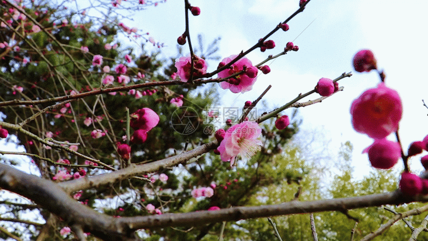 gif动态图片下载,该gif动态图片标题为美丽的腊梅gif,编号:401091897