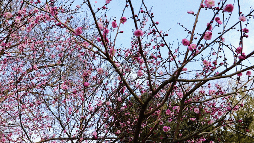 梅花绽放gif