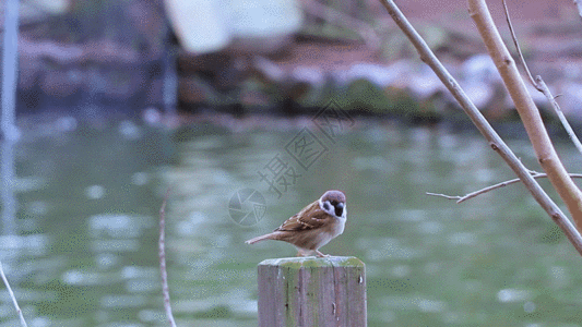 湖边小鸟GIF图片