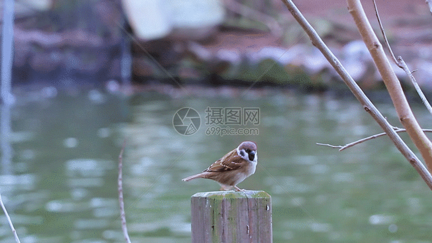 下载,该gif动态图片标题为湖边小鸟gif,编号:401091957,格式:gif,寤