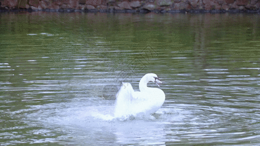 天鹅溪水GIF白天鹅高清图片素材