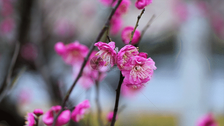 您提供gif动图正版 gif动态图片下载,该gif动态图片标题为梅花盛开gif