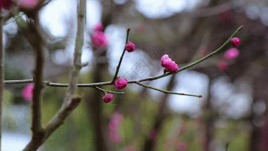 含苞待放梅花GIF图片