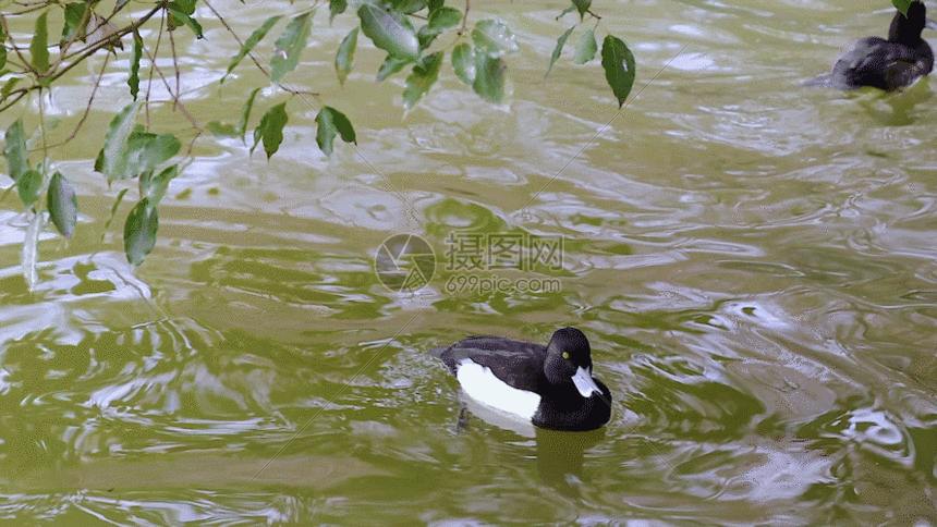860_484gif 动态图 动图