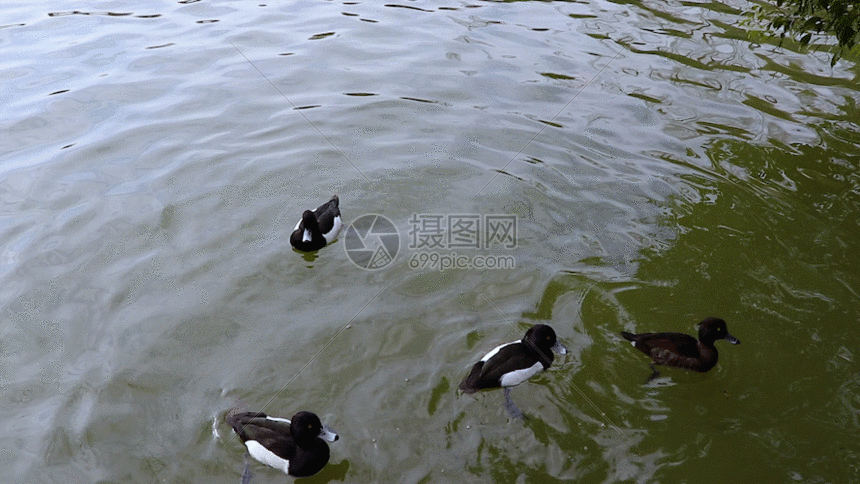 水面上的鸭子gif动图图片 正版gif素材401092553 摄图网