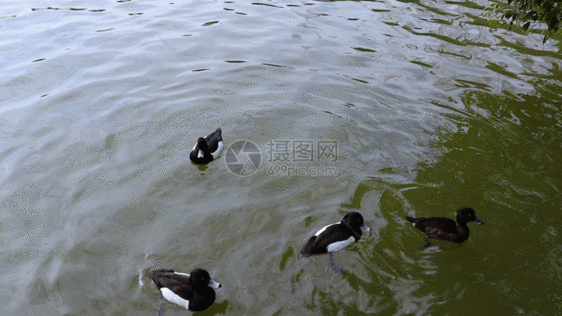 水面上的鸭子GIF图片