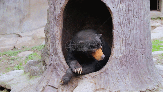 树洞中狗熊GIF图片
