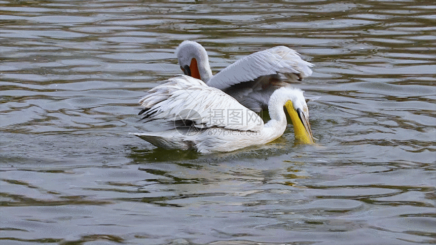 gif动图正版 gif动态图片下载,该gif动态图片标题为水禽鹈鹕gif,编号