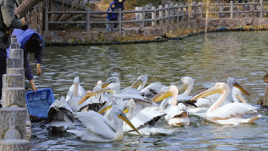 gif动态图片下载,该gif动态图片标题为成群 鹈鹕抢食gif,编号