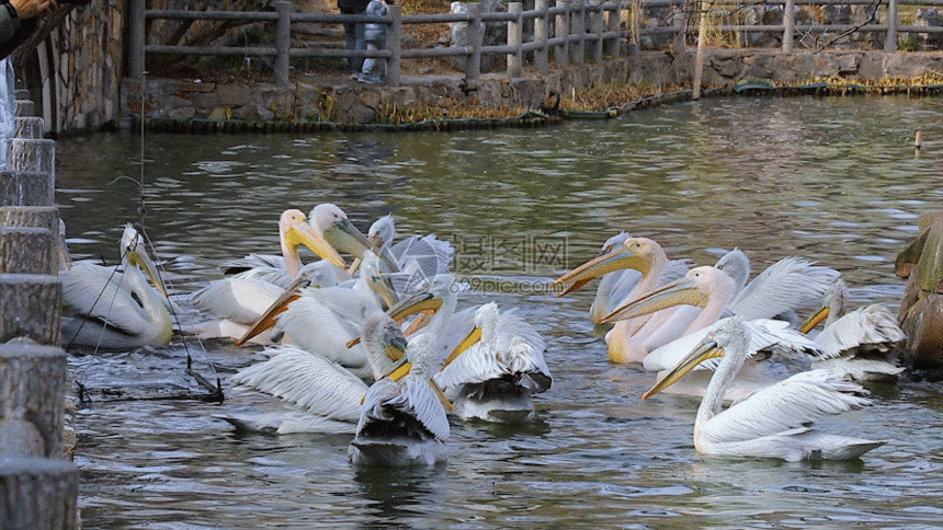 gif动图正版 gif动态图片下载,该gif动态图片标题为戏水鹈鹕gif,编号