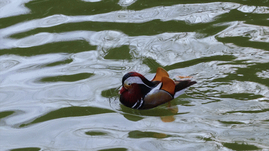 水中动物湖水中鸳鸯GIF高清图片