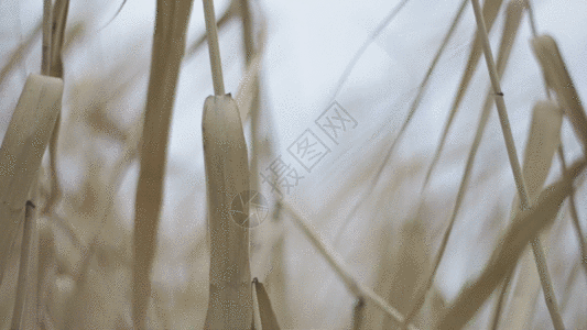 枯萎枯黄的野草实拍GIF高清图片