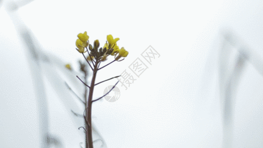 淡黄色的花_淡黄色的花图片-淡黄色的花图片素材大全-摄图网