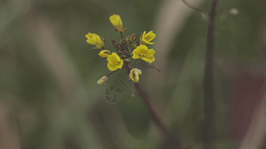 黄色小野花GIF图片
