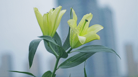 百合花鲜花视频gif动图图片 正版gif素材 摄图网 百合花鲜花视频gif动图图片 正版gif素材 摄图网
