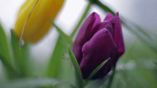 笔纸gif图片-郁金香鲜花 笔 纸动态图-郁金香鲜花 笔纸gif格式下载