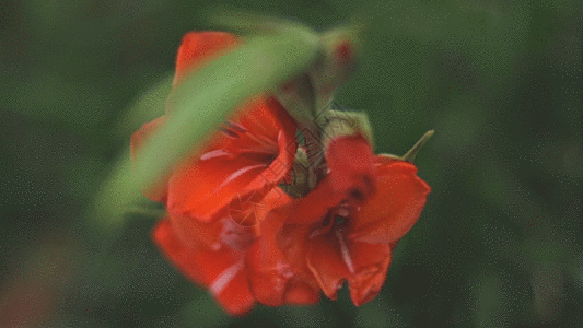 盛开唐菖蒲gif图片素材