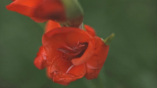 枝头花蕊gif图片-枝头花蕊动态图-枝头花蕊gif格式下载-摄图网