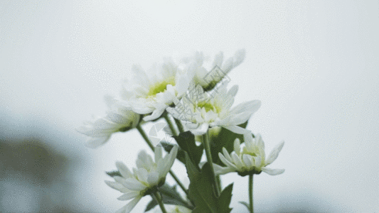 艺术玻璃背景白色小雏菊GIF高清图片
