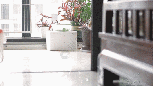 室内厨房背景橘猫实拍视频GIF高清图片