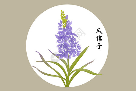 风信子插画背景图片