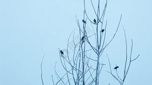 树枝上的几只鸟 喜鹊GIF图片
