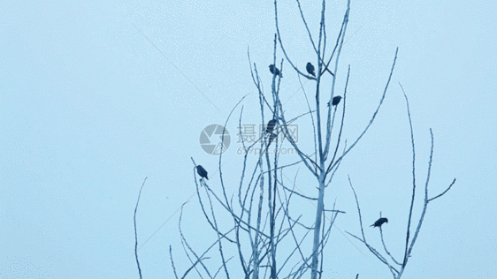 树枝上的几只鸟 喜鹊GIF图片