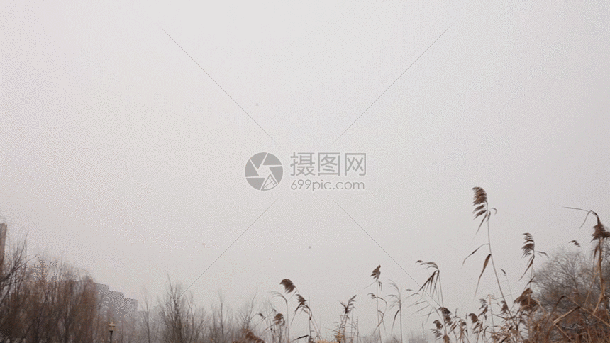 冬天湖边枯萎的芦苇GIF图片