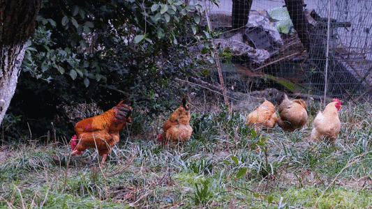 公鸡实拍一群鸡找食GIF高清图片
